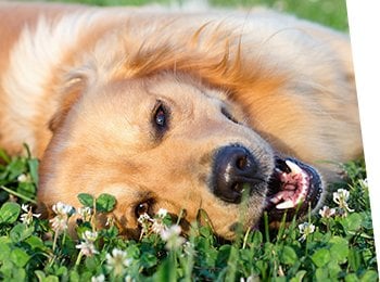 The Loppehalsbånd Kat Challenge: Why Our Context Fails